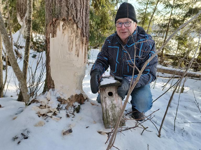 Euroopanmajava on tuttu näky Huittistenkin seudulla